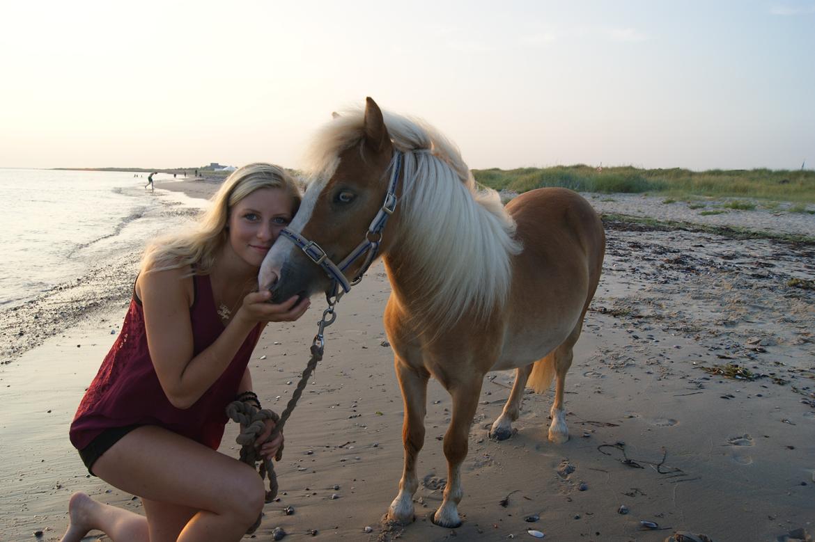 Shetlænder Bambus billede 7