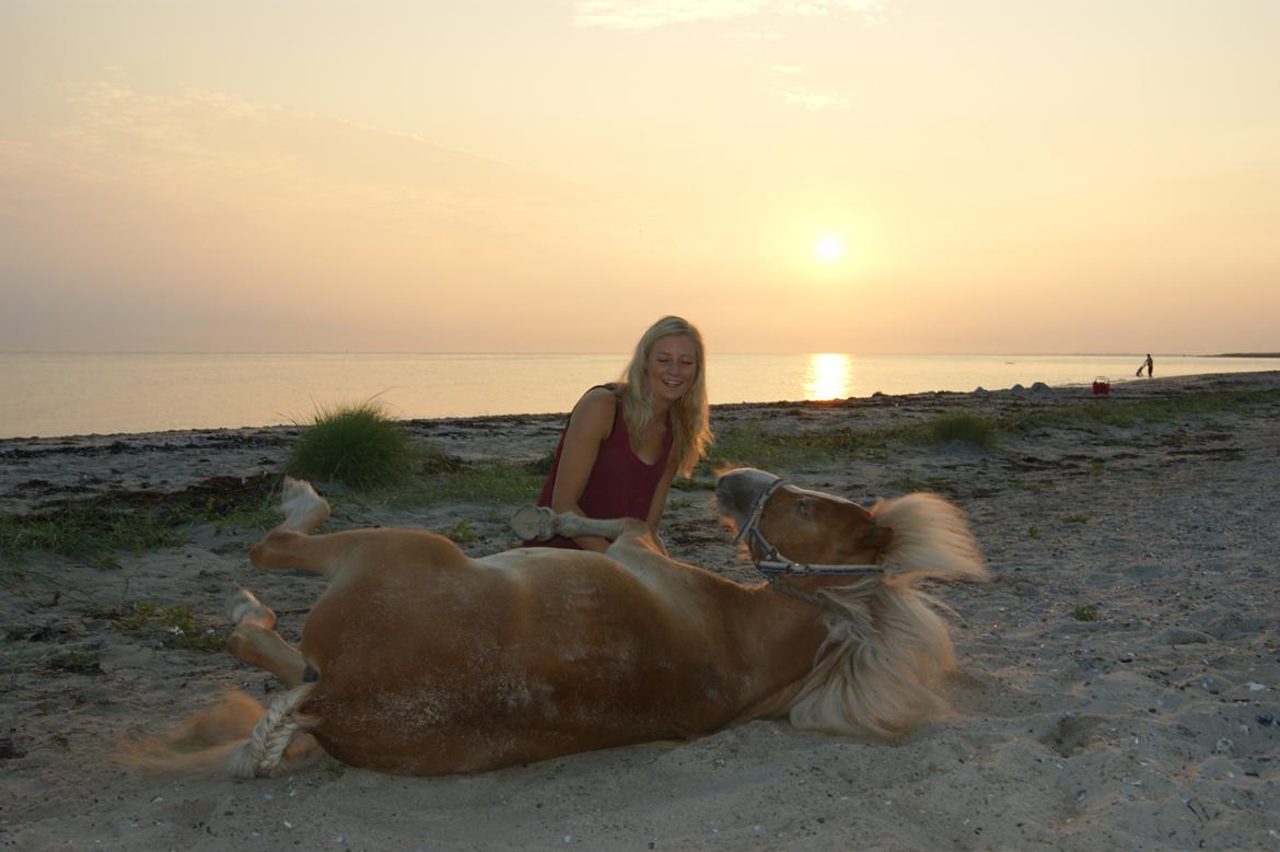 Shetlænder Bambus billede 8