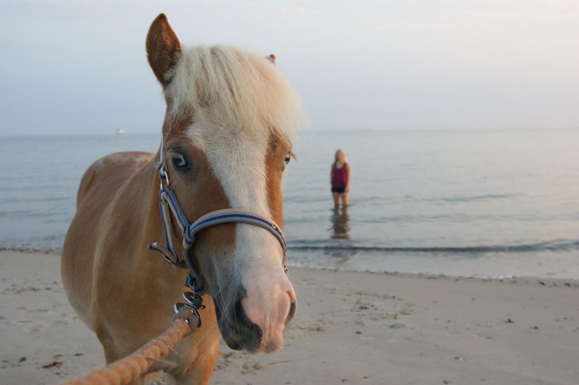 Shetlænder Bambus billede 4