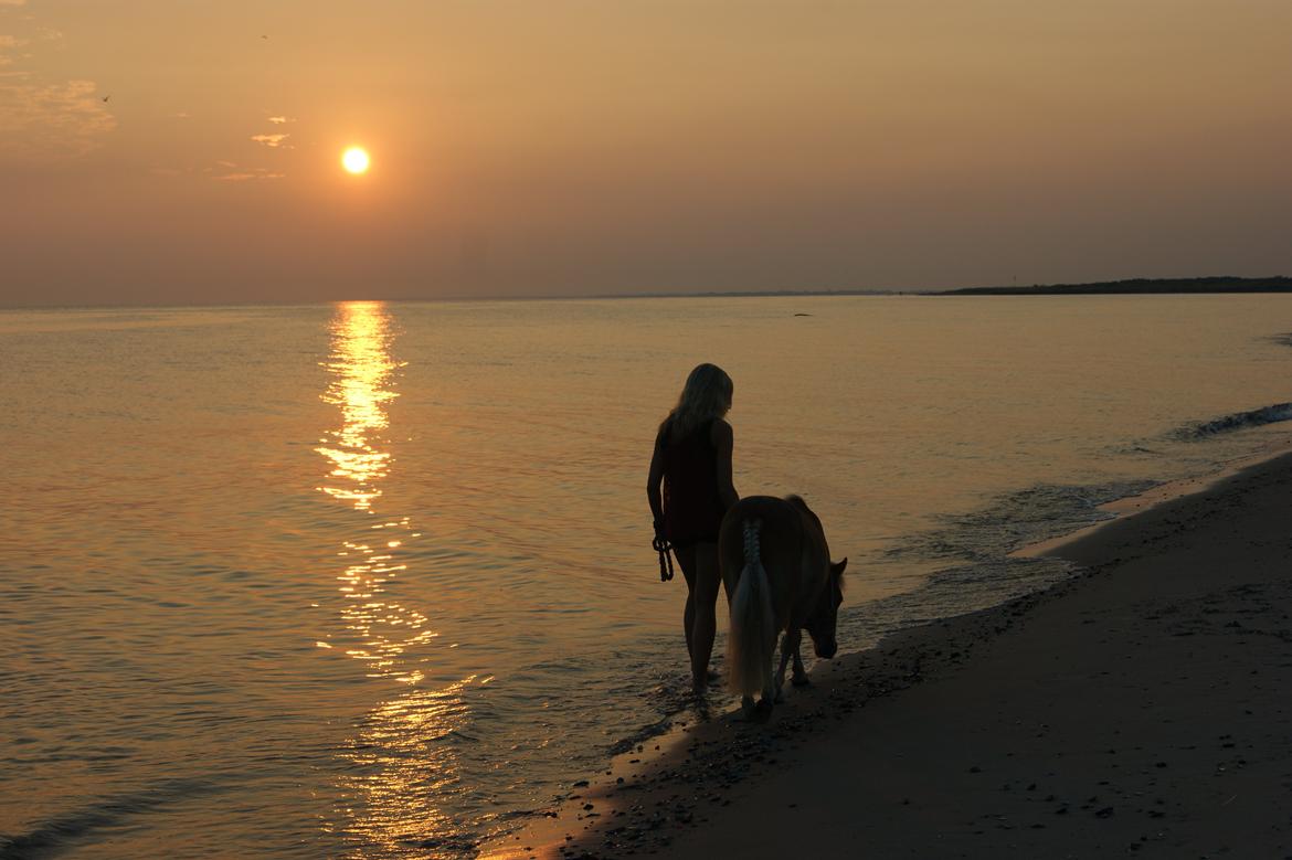 Shetlænder Bambus billede 9