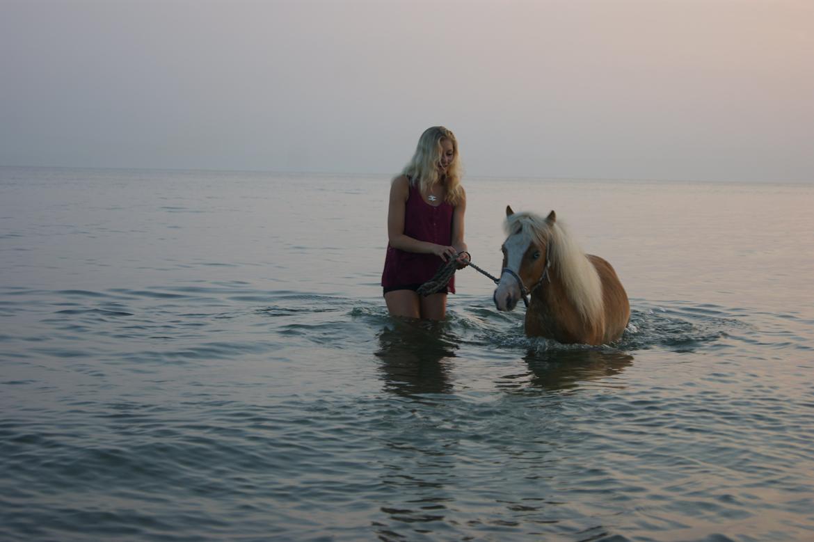 Shetlænder Bambus billede 6