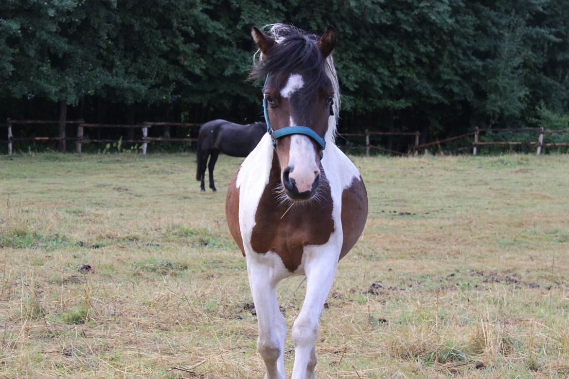 Anden særlig race Jack (savnet) billede 25