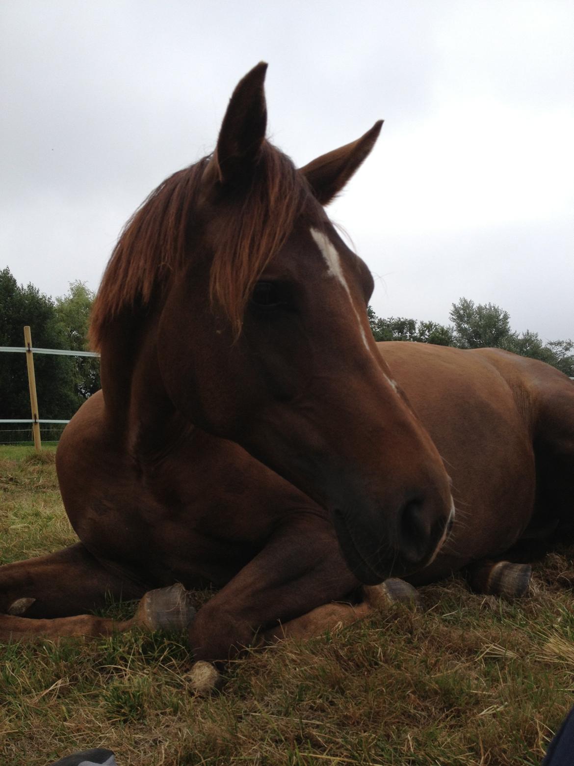 Hannoveraner Felina billede 3