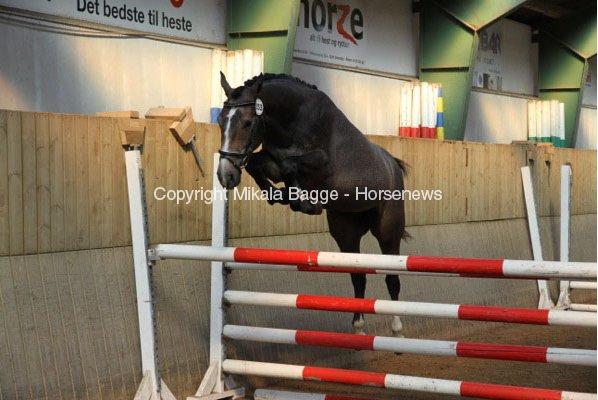 Dansk Varmblod AMMENDRUP NYGÅRD'S FANCY - Vores kommende stjerne billede 8