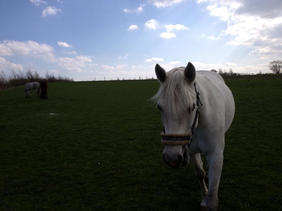 Connemara Pilgaards Nicola - på fold <3 billede 11