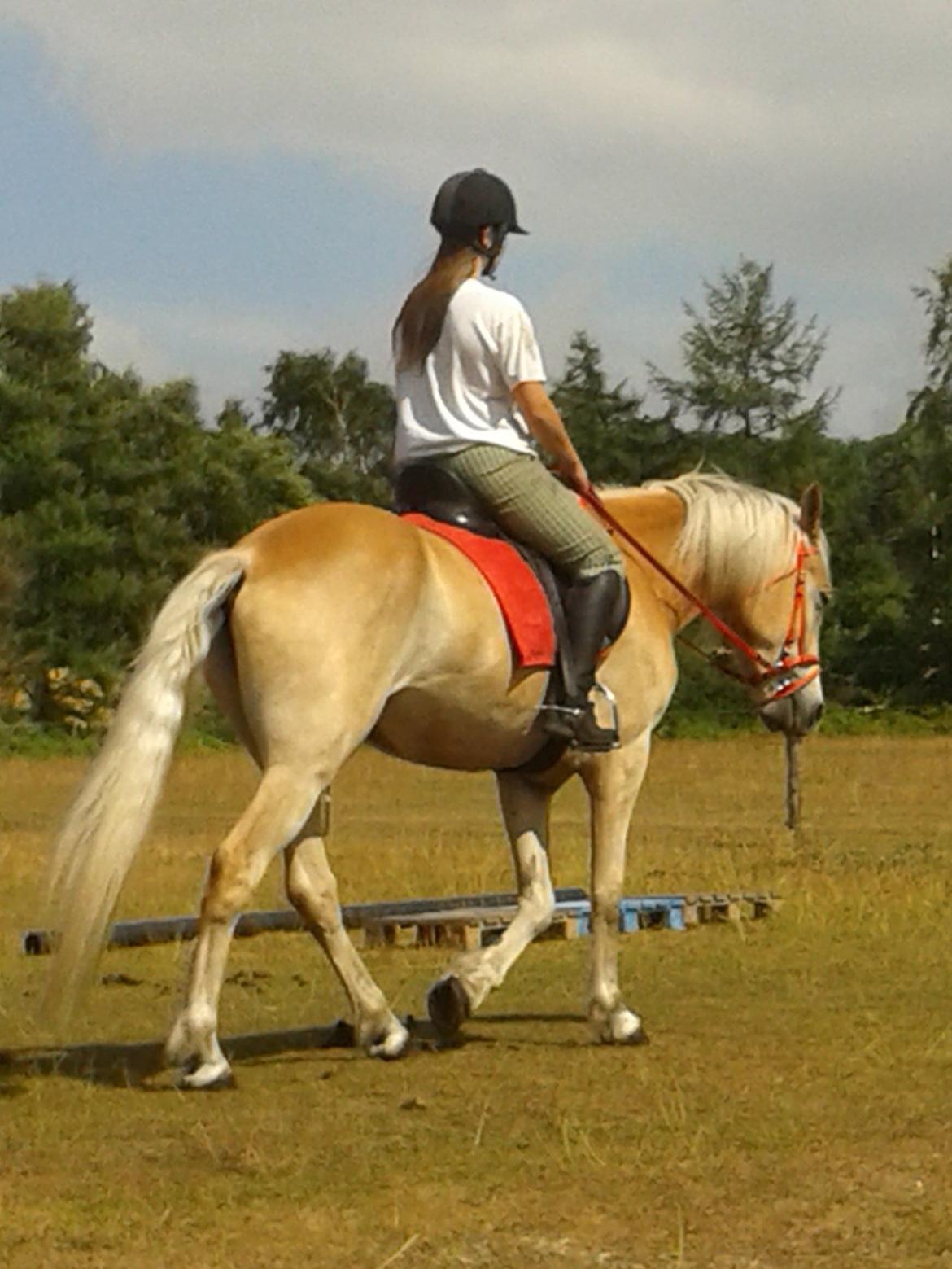 Tyroler Haflinger Akando - Taget af Luna - Bettemus <3 billede 7