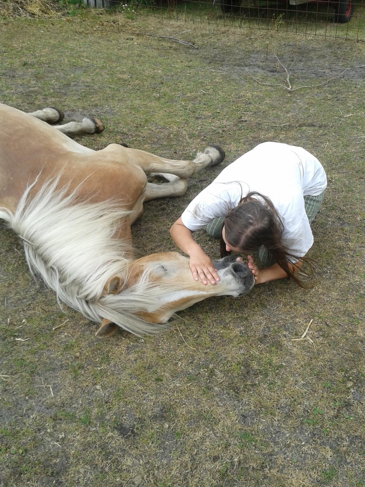 Tyroler Haflinger Akando - Taget af Luna - Bettemus <3 billede 3