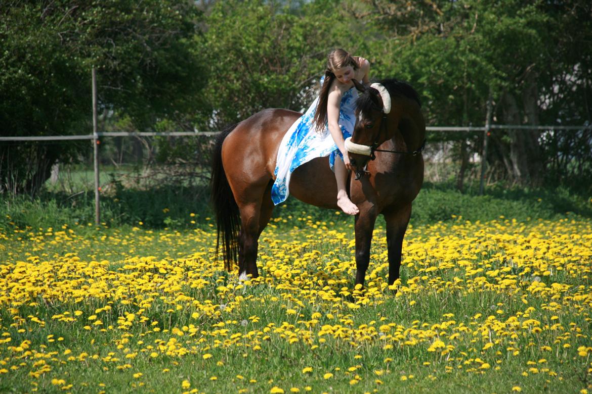 Welsh Partbred (Sec F) Lonestar - Fordi jeg elsker dig!<3 billede 12