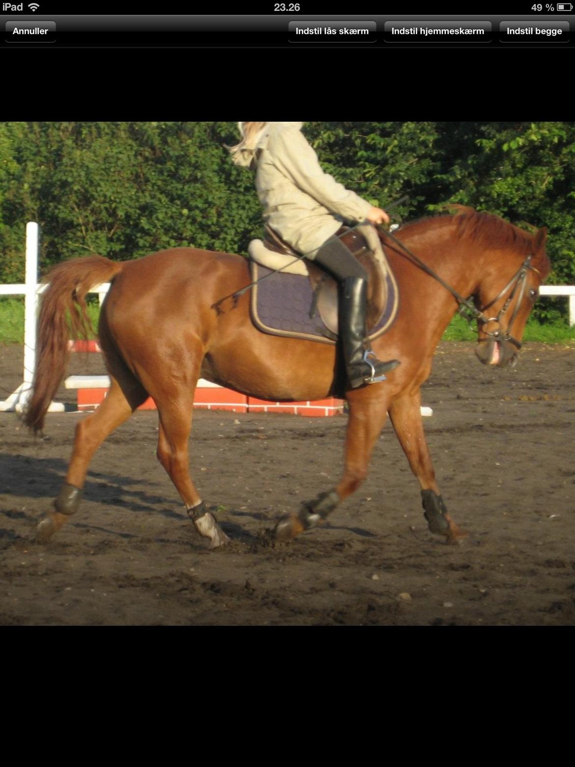 New Forest Acett Af Hvarre <3  - Dressur Træning<3 billede 3