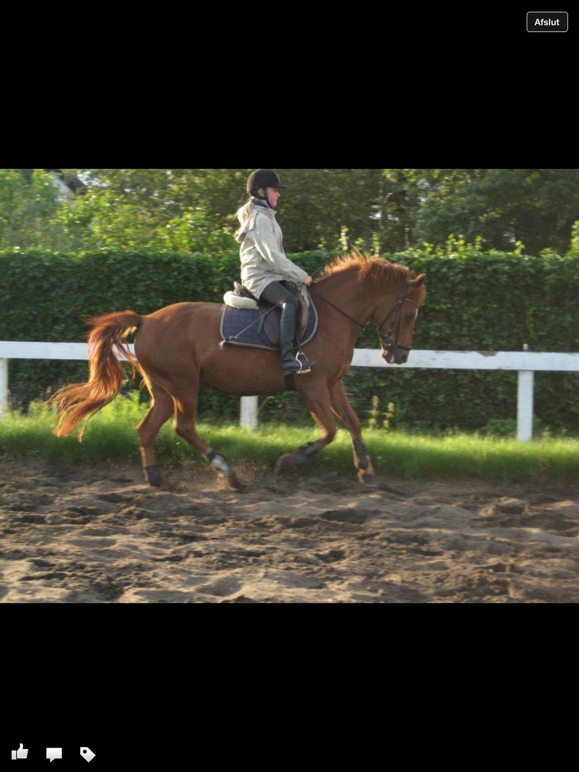 New Forest Acett Af Hvarre <3  - Dressur træning på Acett billede 4