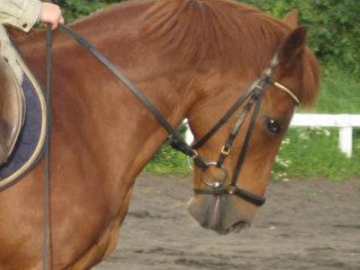 New Forest Acett Af Hvarre <3  - Dressur træning billede 5