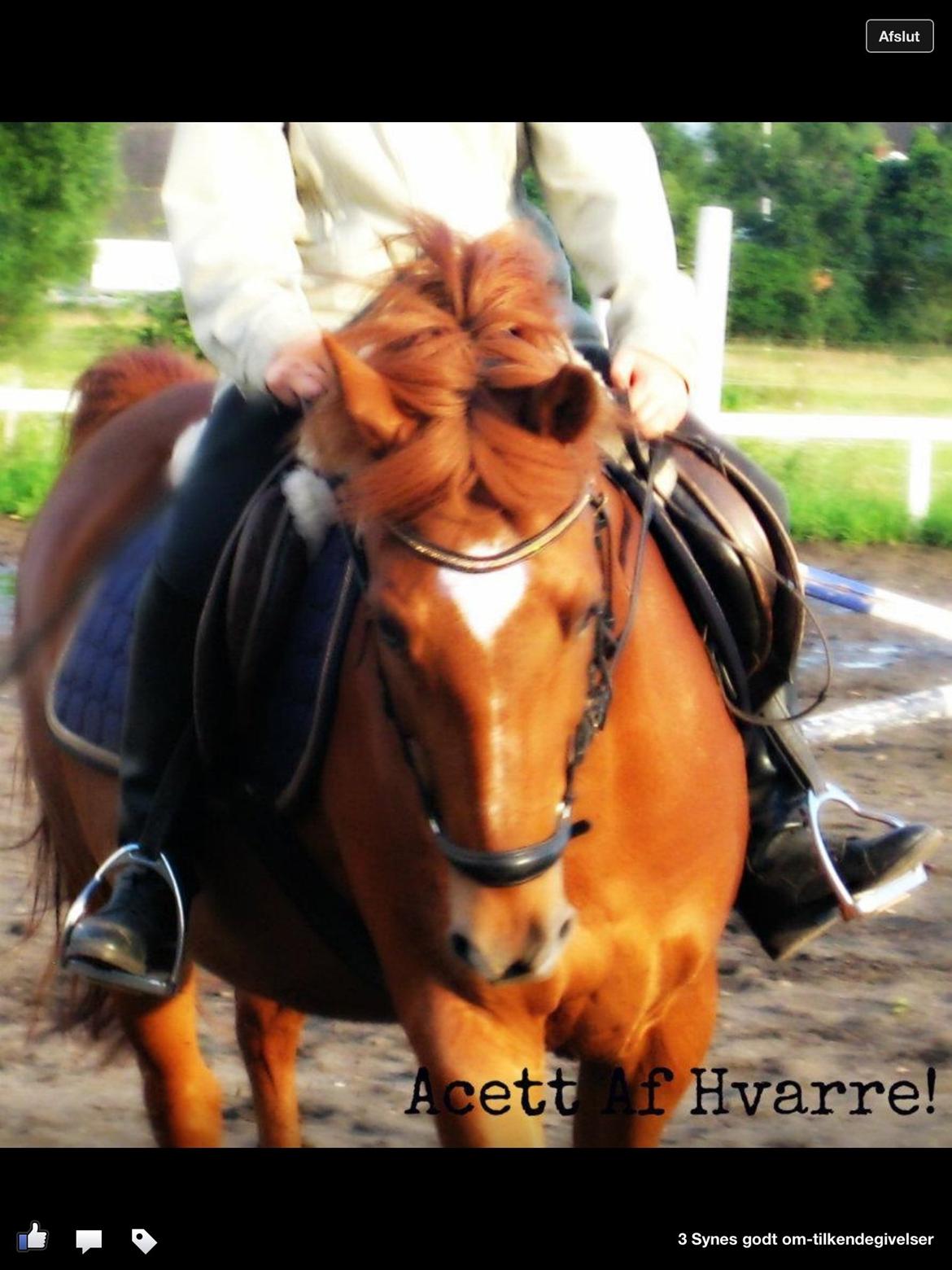 New Forest Acett Af Hvarre <3  - Træning:) billede 6