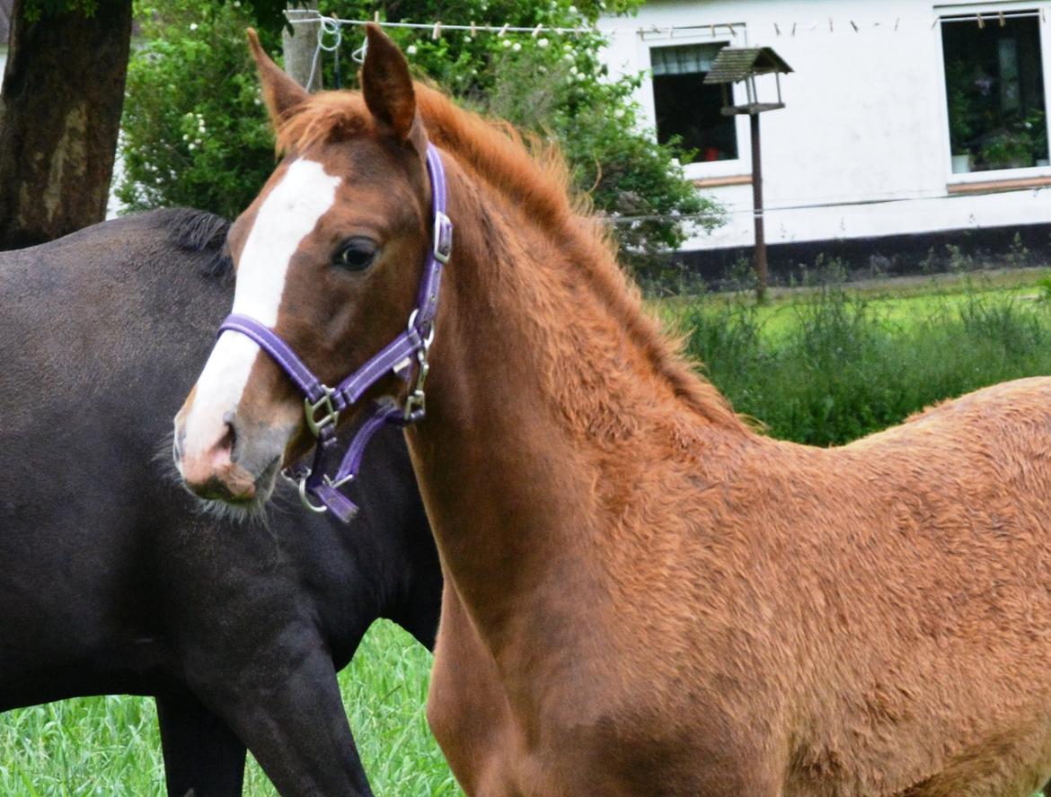 DSP Lykkebo Diva RSDH 708 billede 11