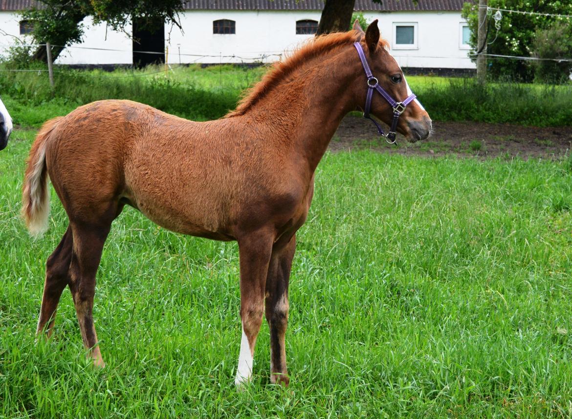 DSP Lykkebo Diva RSDH 708 billede 12