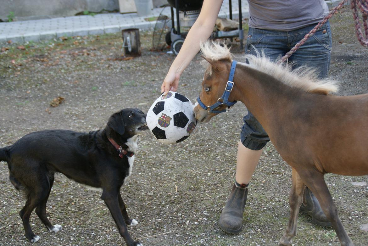 Dansk Miniature RKG Killers Blue Eyed Masterpiece - Leger med hunden billede 11