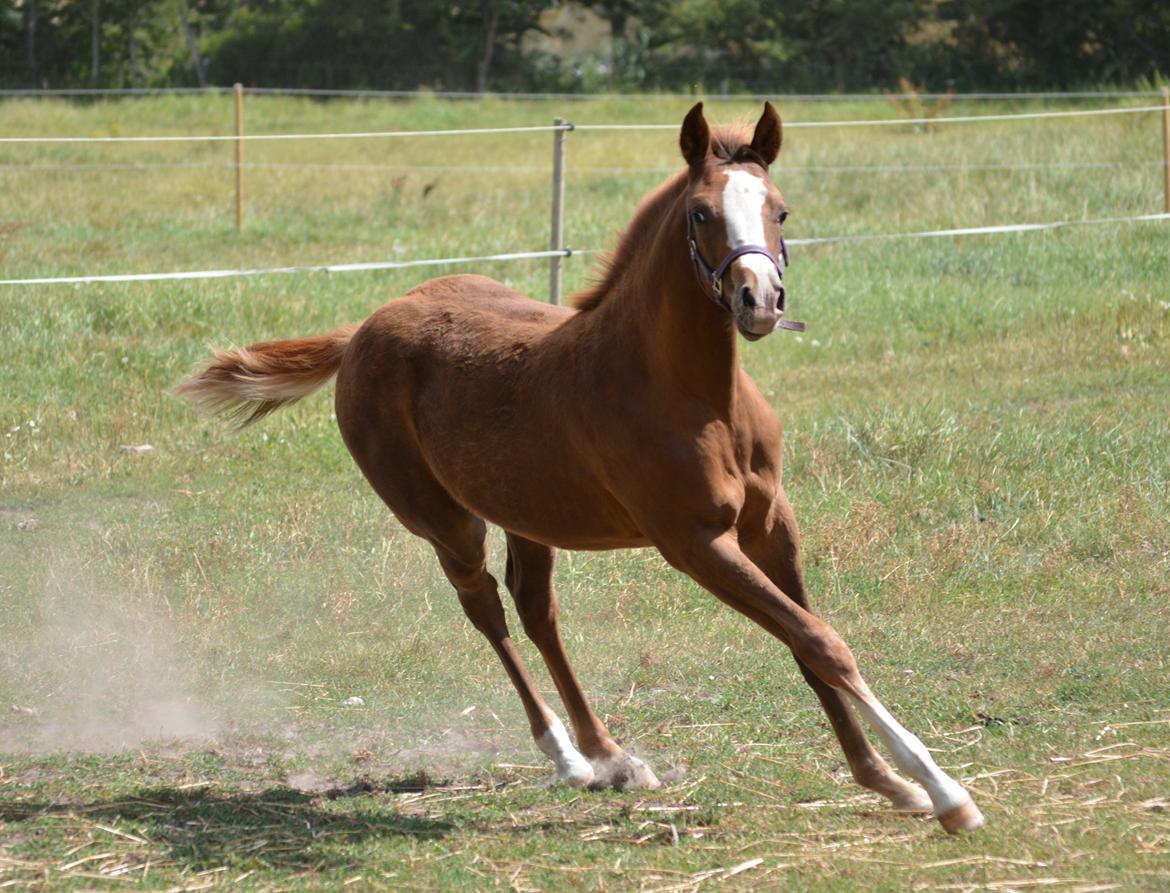 DSP Lykkebo Diva RSDH 708 billede 13