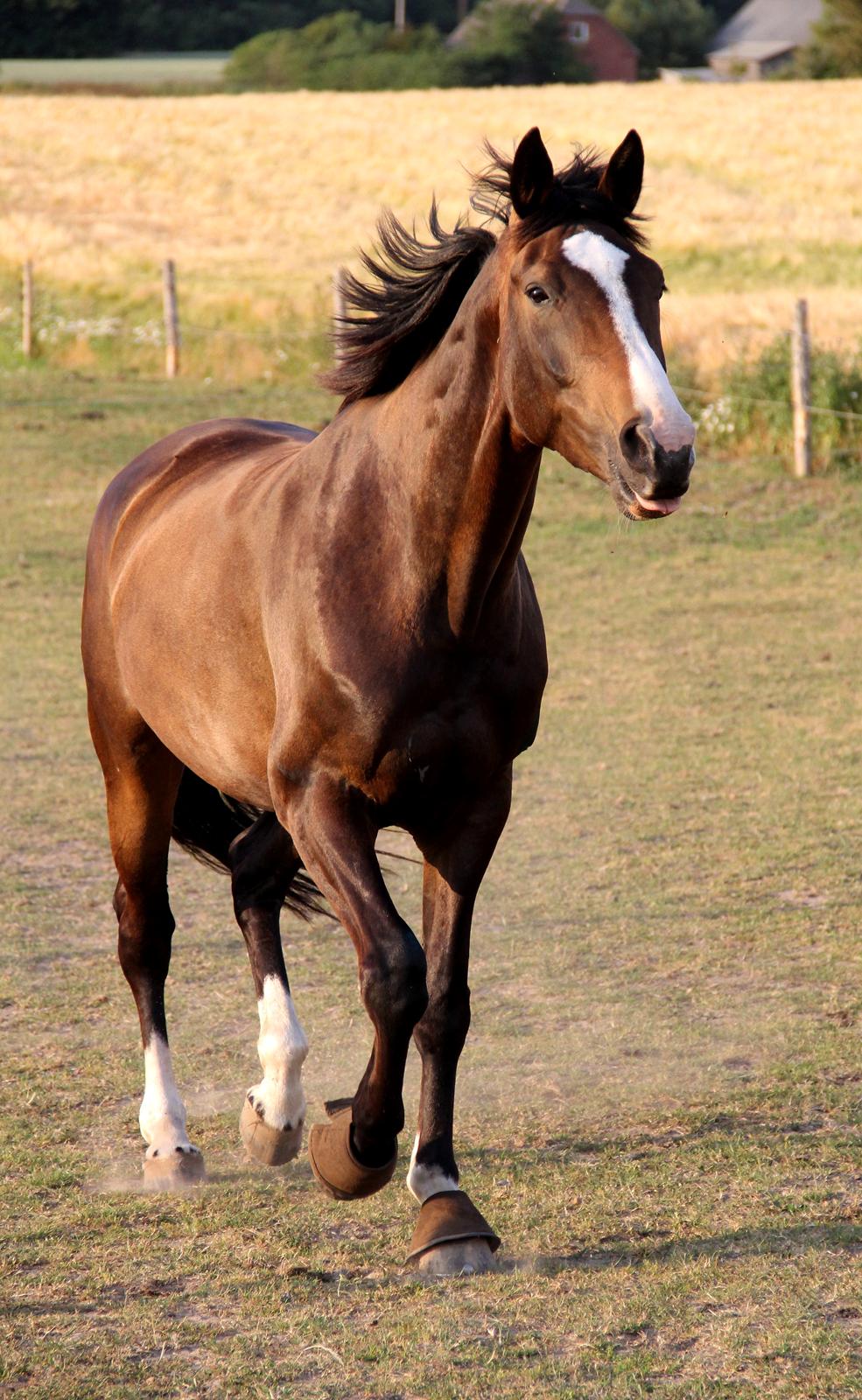 Dansk Varmblod FLINTEGÅRDENS GRANDESSA billede 18
