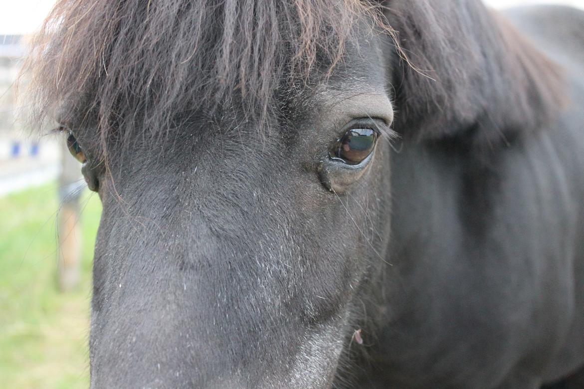 Shetlænder Ronja <3 Savnet! - Jeg vil altid elske dig smukke skat!<3  billede 17