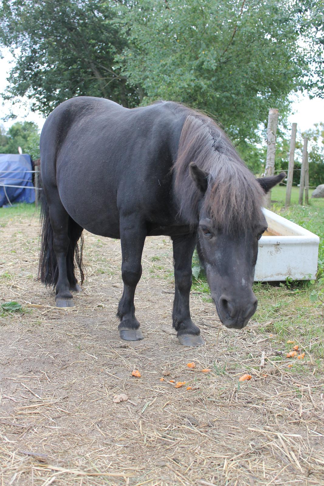 Shetlænder Ronja <3 Savnet! - Du er så fin oppe i himlen nu! <3 billede 19