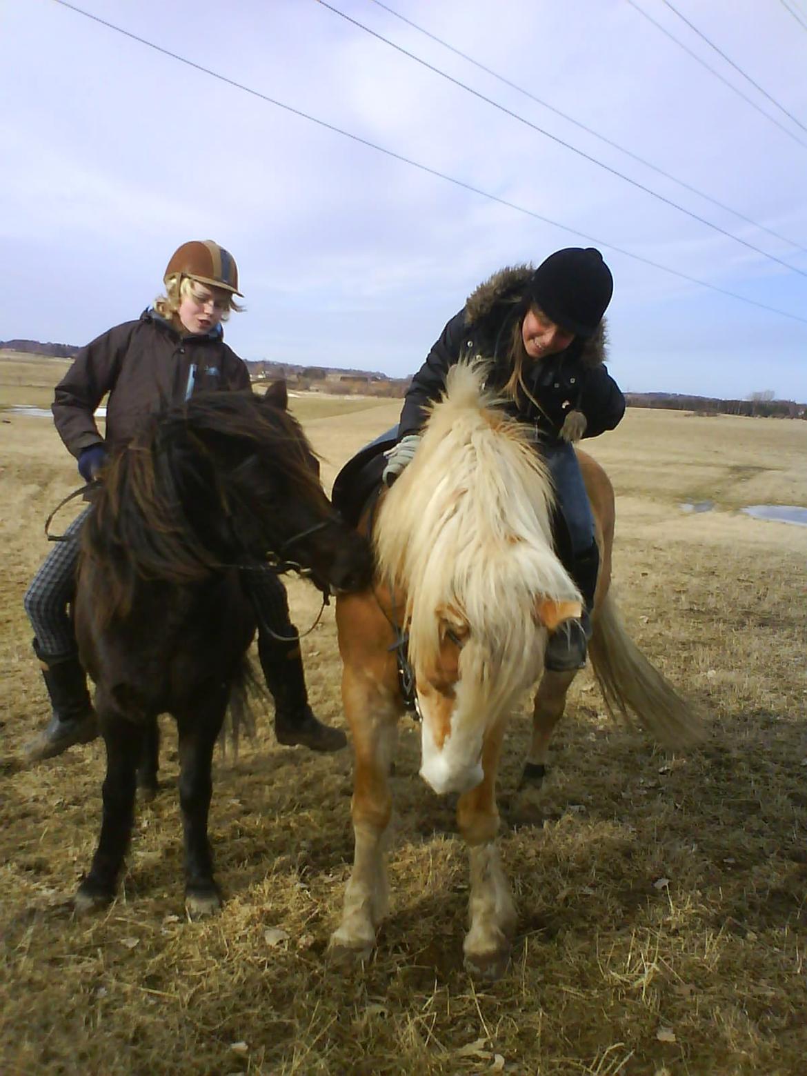Anden særlig race Jolly - Stemningsbilled! Jolly bider i Stella og giver os alle et smil på læben :'-)<3 billede 5
