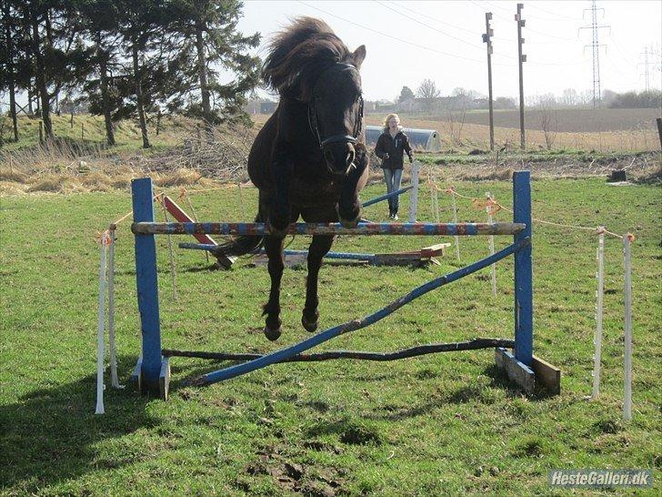 Anden særlig race Jolly - Springpony har hun altid været! Forår 2011 billede 7
