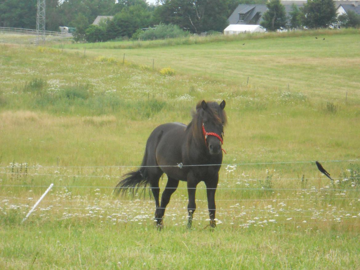 Anden særlig race Jolly - Jolly i Polkafarver <3 billede 16