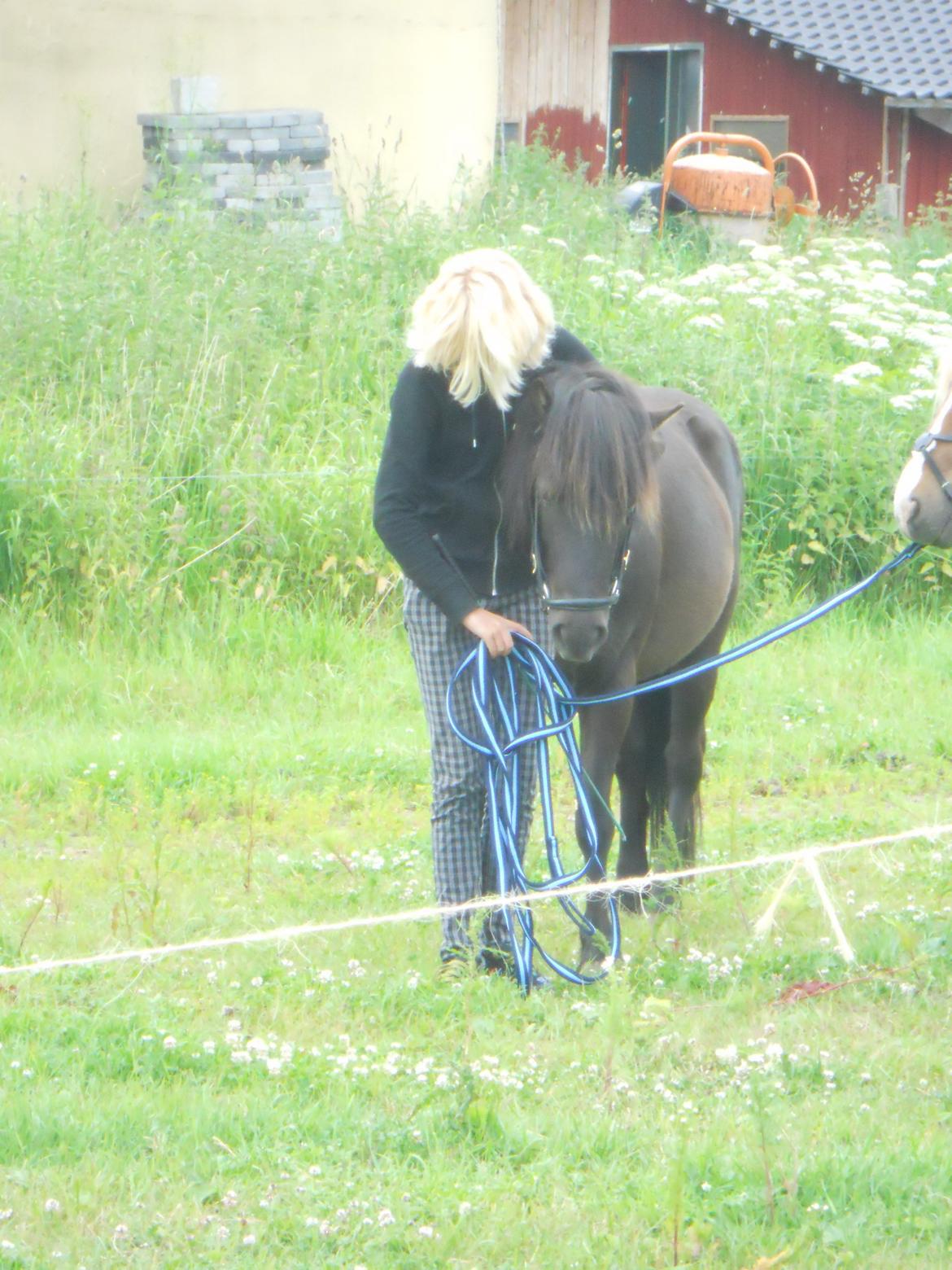 Anden særlig race Jolly - Prøver at sige til hende, hun ikke må græsse.. eller noget <3 billede 10