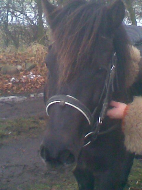 Anden særlig race Jolly - Det første GODE billed jeg fik af Jolly - hos forrige ejer. Vinter 2009 billede 11