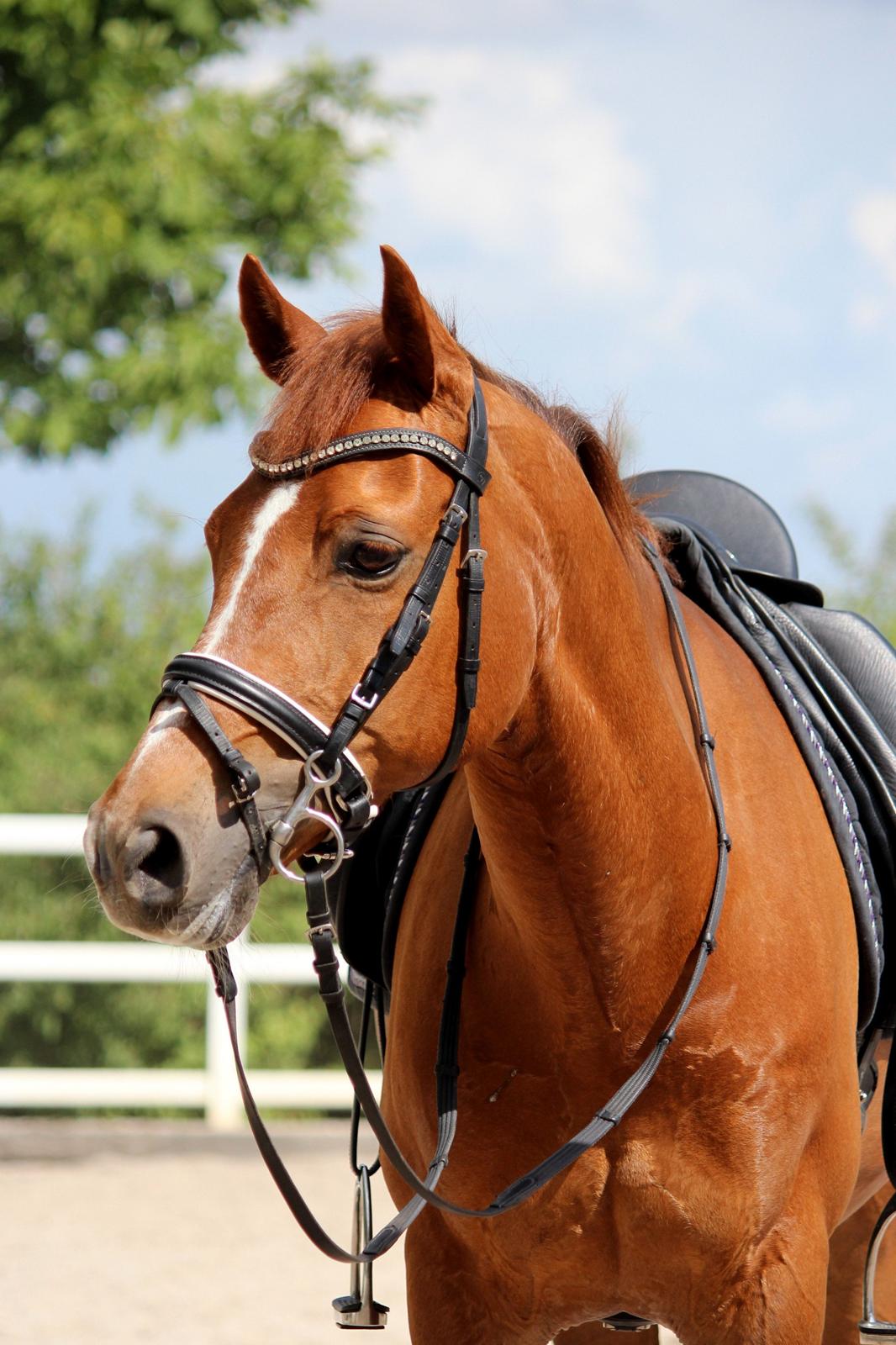 Hollandsk Sportspony Lasco A-pony billede 10