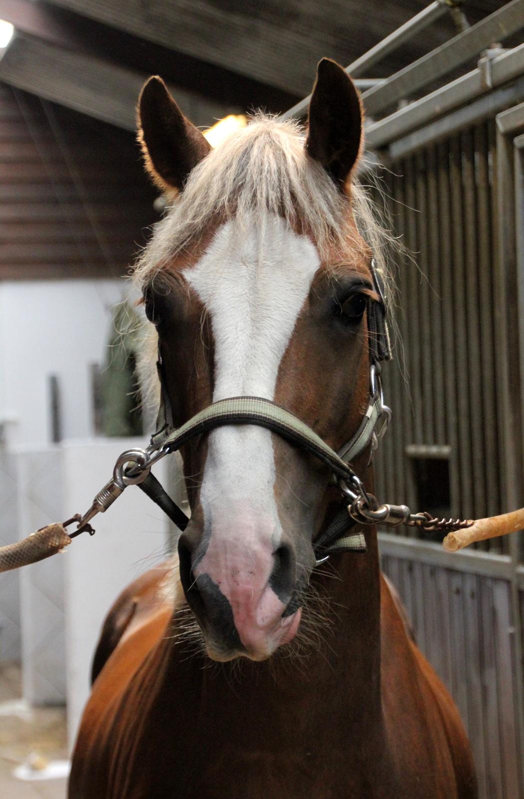Welsh Cob (sec D) Fjordglimt Mr. George - (NYT) Den lille baby i sit nye hjem på Fyn. Gensyn efter 2 måneder <3  billede 1