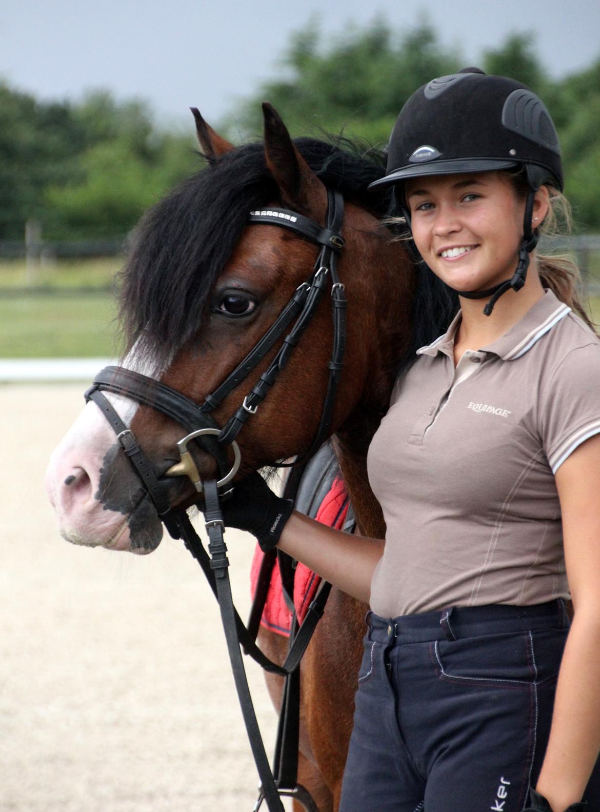 Welsh Pony af Cob-type (sec C) Thers Mickey Mouse - Ude og besøge min dejlige ponyskid på fyn! savner ham :( <3  billede 3