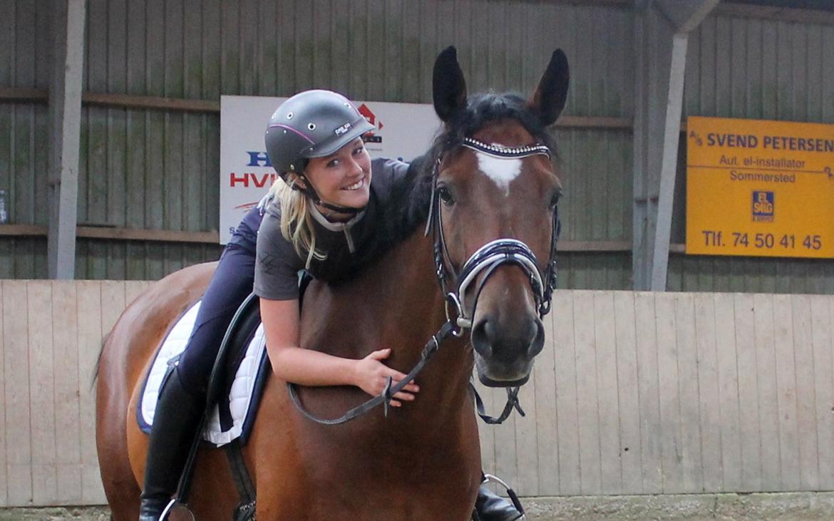 Dansk Varmblod De Soto billede 13