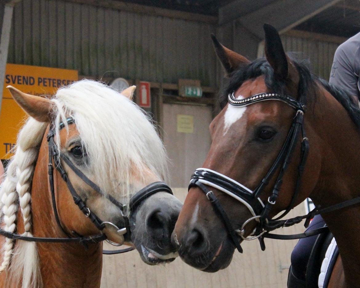 Dansk Varmblod De Soto billede 15