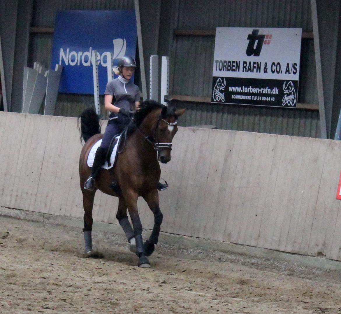 Dansk Varmblod De Soto billede 18