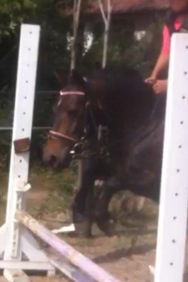 Anden særlig race Miss JJ - Her springer vi en af de første gange ;-) billede 2