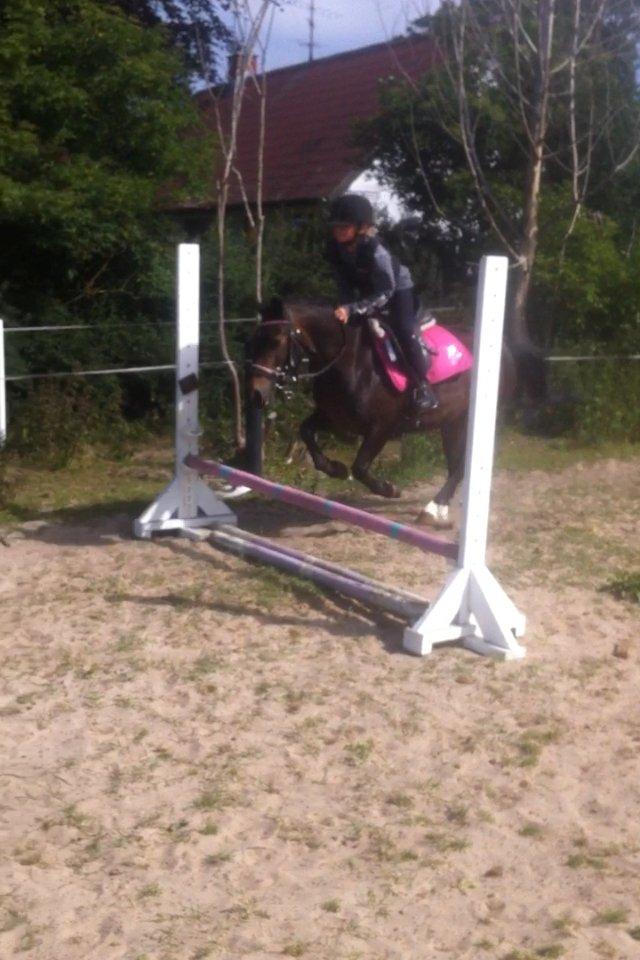 Anden særlig race Miss JJ billede 3