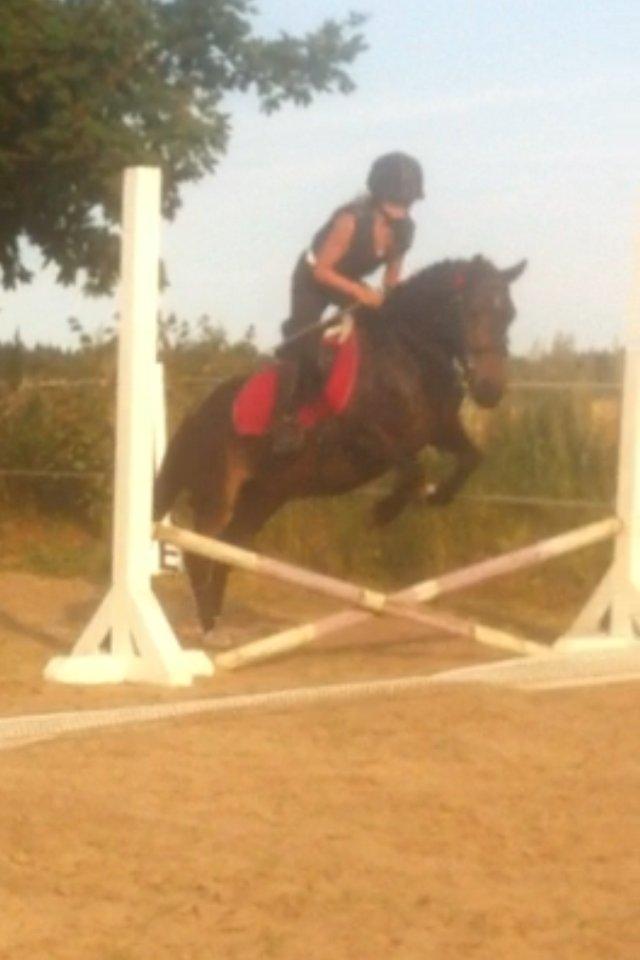 Anden særlig race Miss JJ billede 4