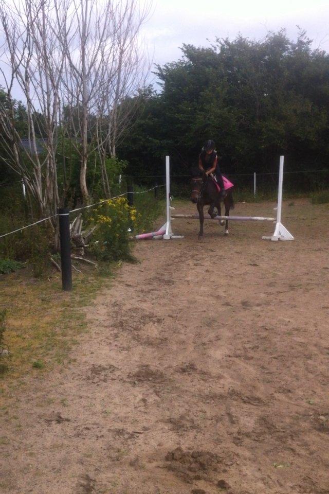 Anden særlig race Miss JJ billede 7