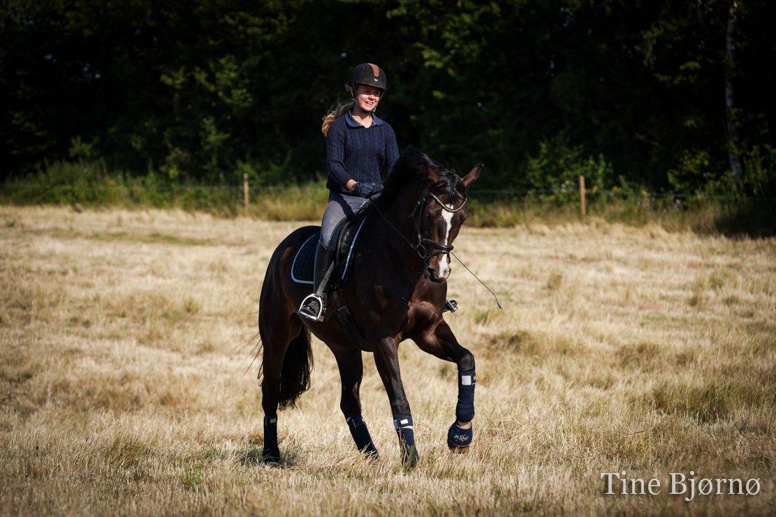 Dansk Varmblod Fiona Melody - FOTO: Tine Bjørnø billede 7