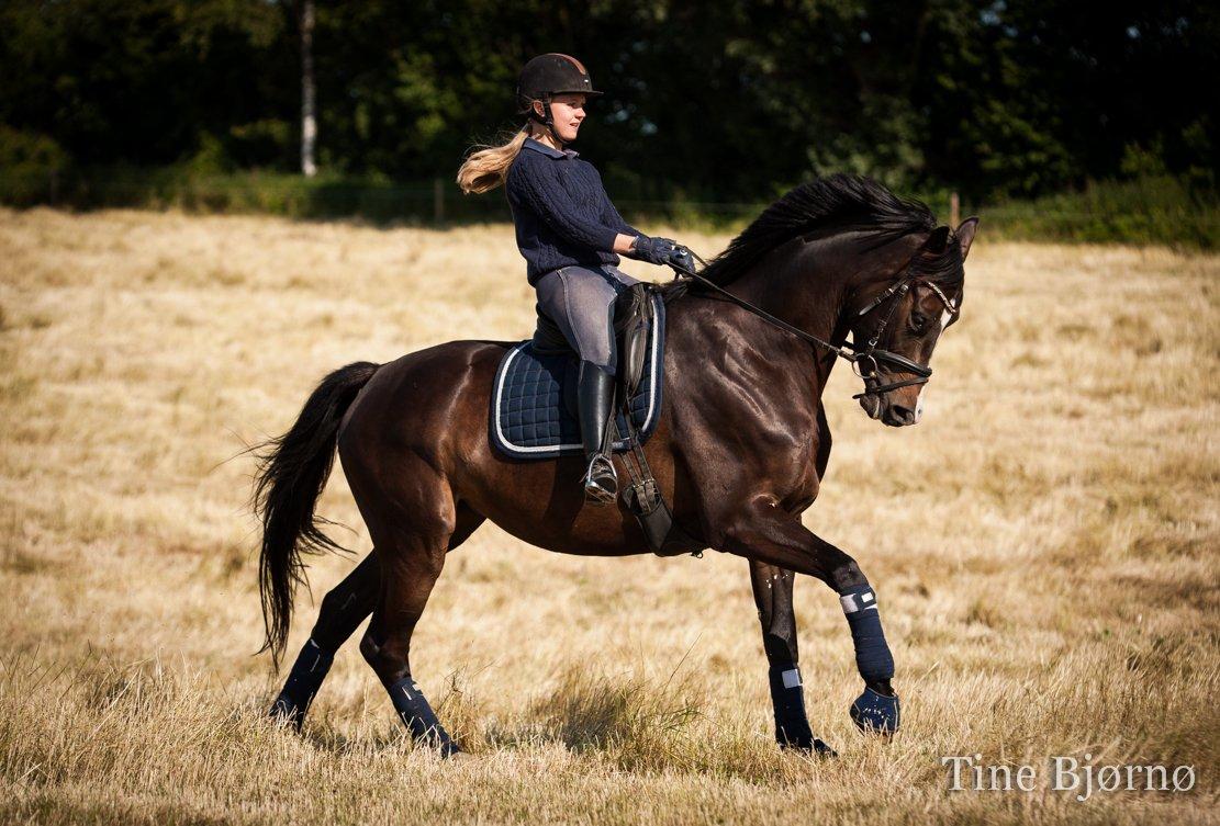 Dansk Varmblod Fiona Melody - Markfræs på Fiona. FOTO: Tine Bjørnø billede 8