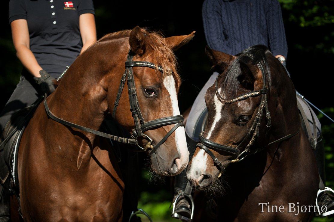 Dansk Varmblod Fiona Melody - Hilser på Jovi.. FOTO: Tine Bjørnø billede 10