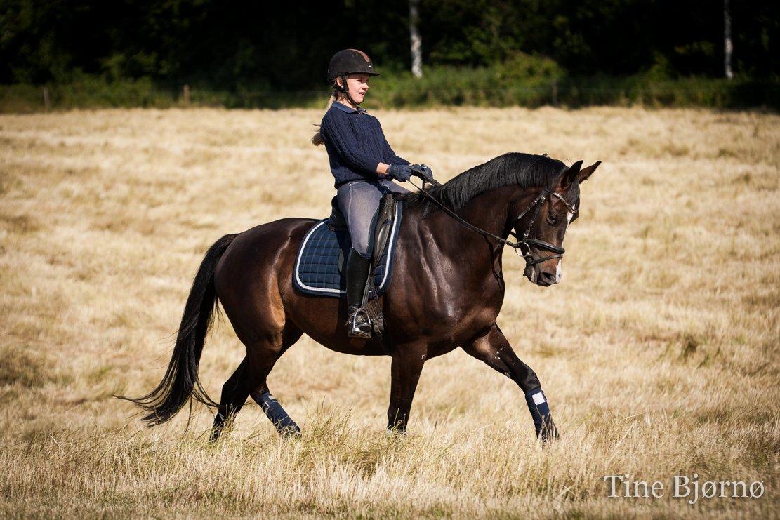 Dansk Varmblod Fiona Melody - FOTO: Tine Bjørnø billede 13