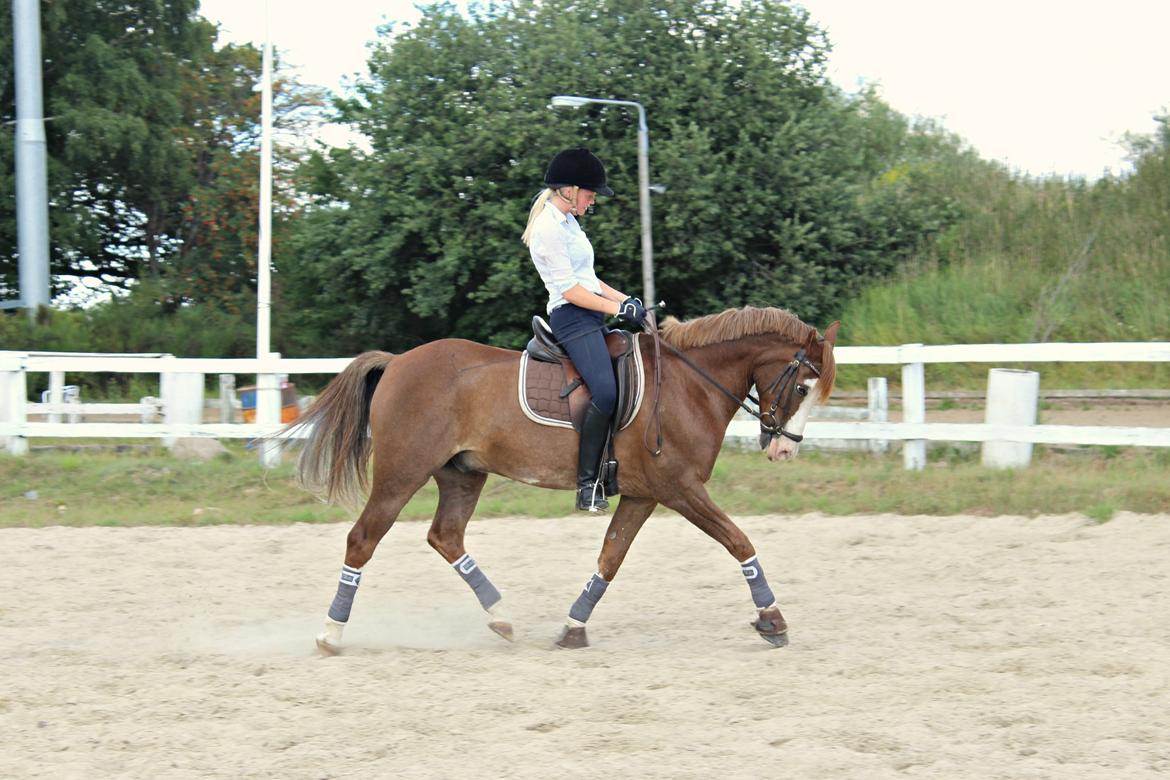 Welsh Partbred (Sec F) Rosengårdens Sodapop - Sød pony til træning, juli 2013 billede 6