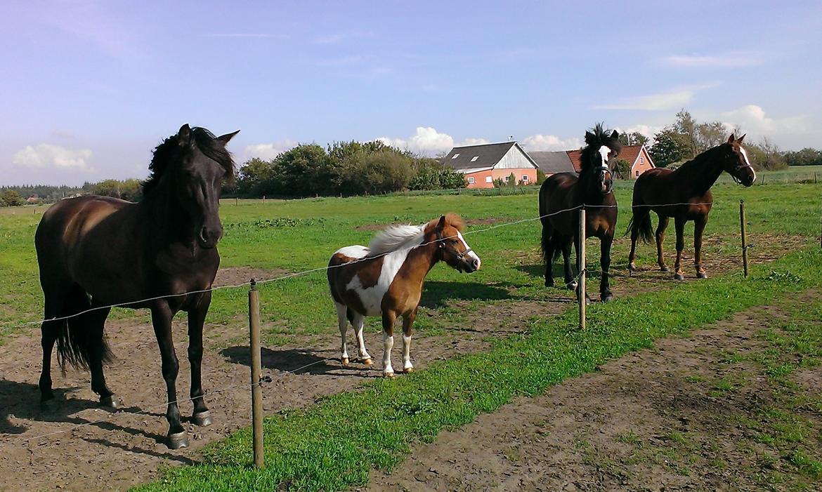 Anden særlig race Medina billede 2