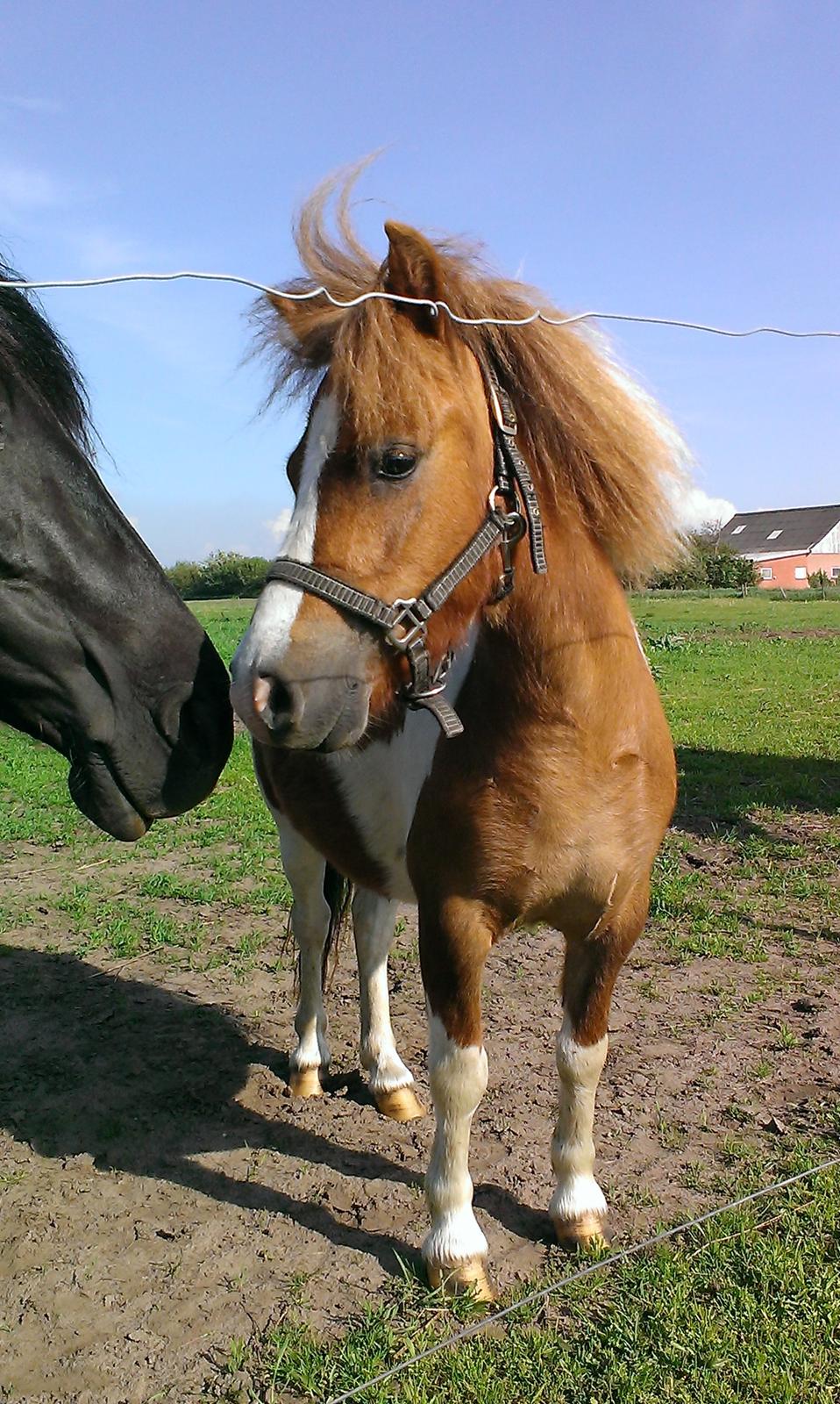 Anden særlig race Medina billede 3