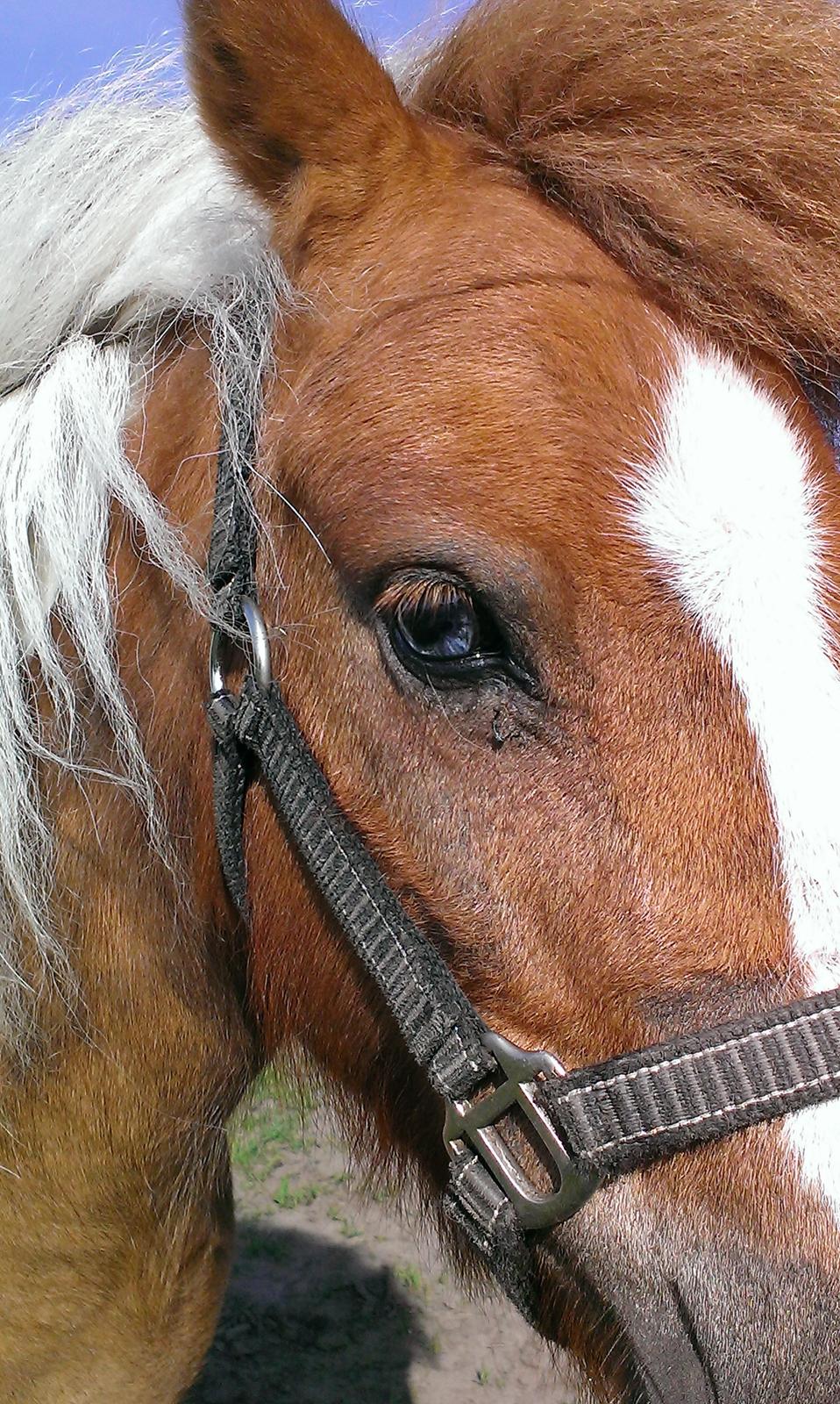 Anden særlig race Medina - Medinas smukke glasøje. billede 4