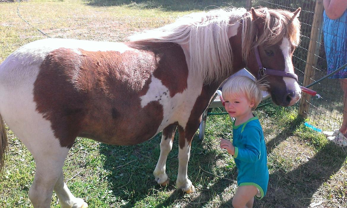 Anden særlig race Medina billede 5