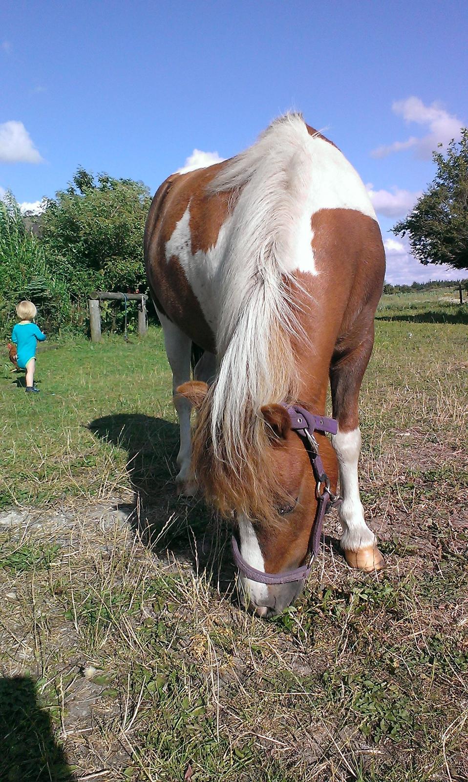 Anden særlig race Medina billede 6