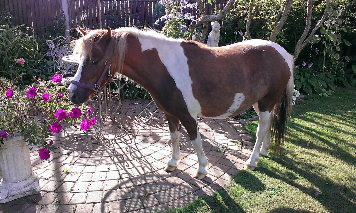 Anden særlig race Medina billede 7