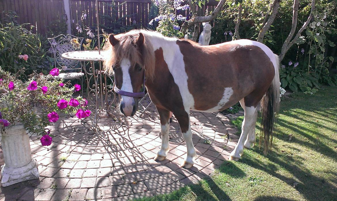 Anden særlig race Medina billede 1